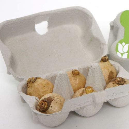 Egg box with 6 flower bulbs - Image 3